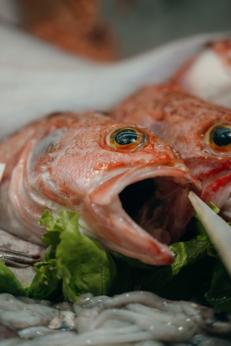 Peixe fresco